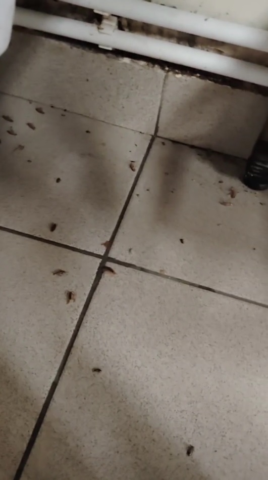 Результат дезинсекции: погибшие насекомые видео